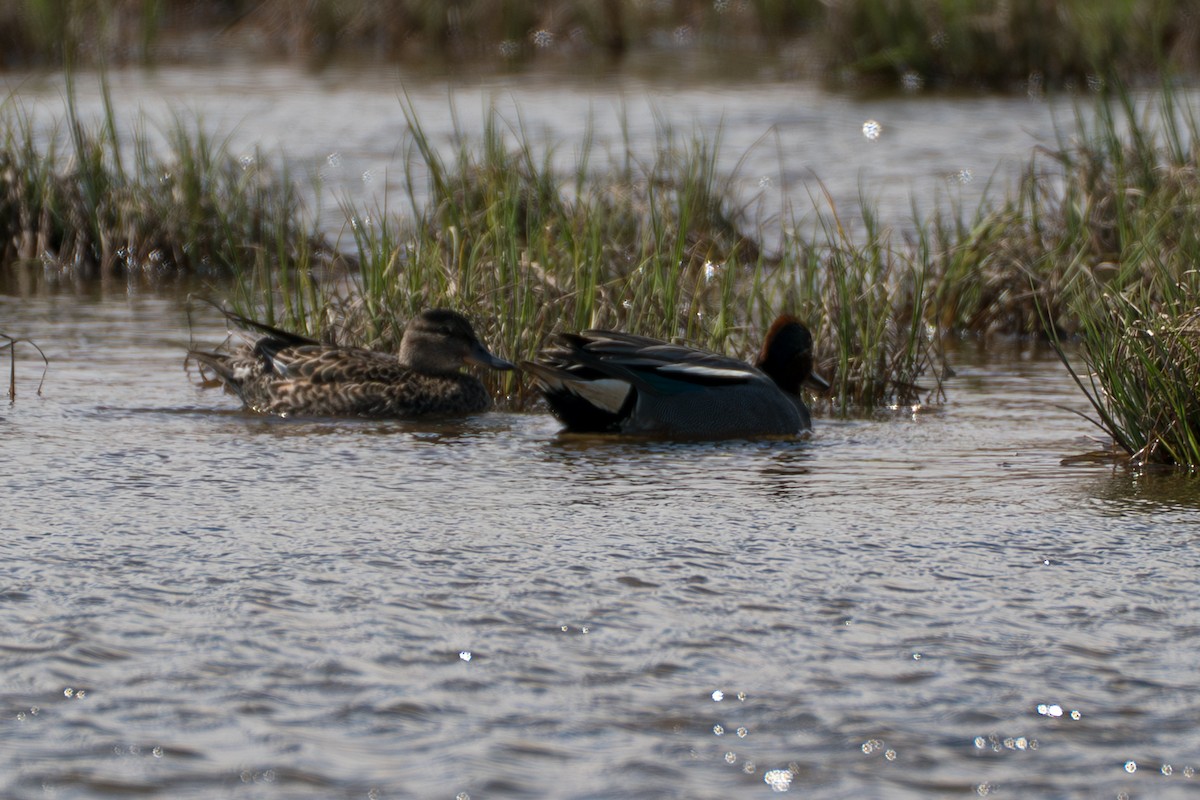 Green-winged Teal (Eurasian) - ML646213400