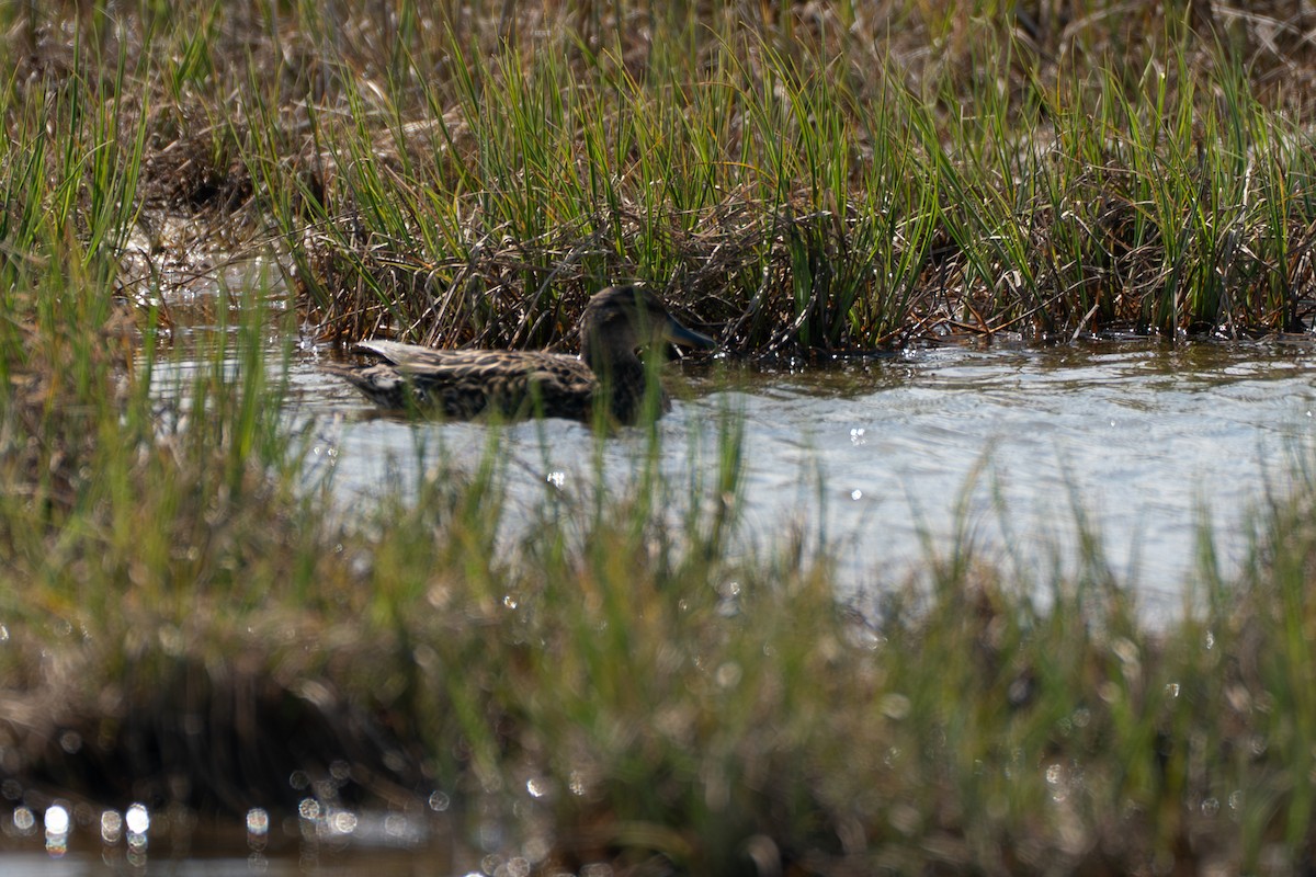 Green-winged Teal (Eurasian) - ML646213401