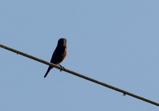 Eastern Bluebird - ML646213402