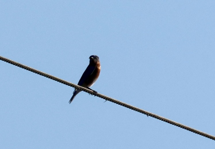 Eastern Bluebird - ML646213403