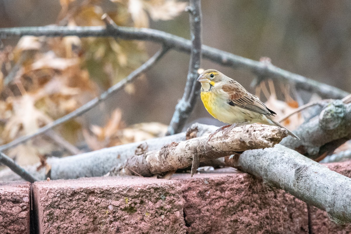 Dickcissel - ML646213405