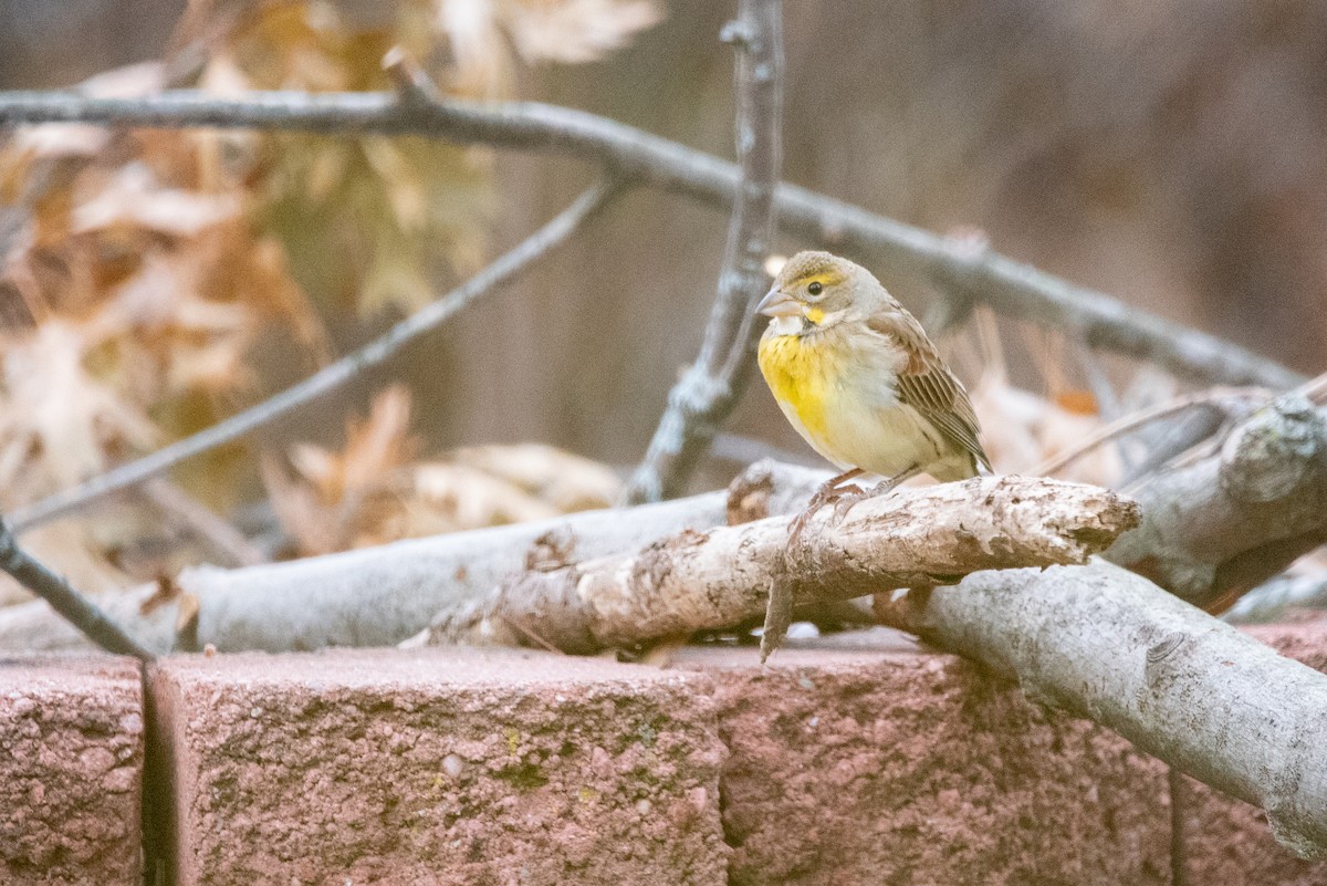 Dickcissel - ML646213406