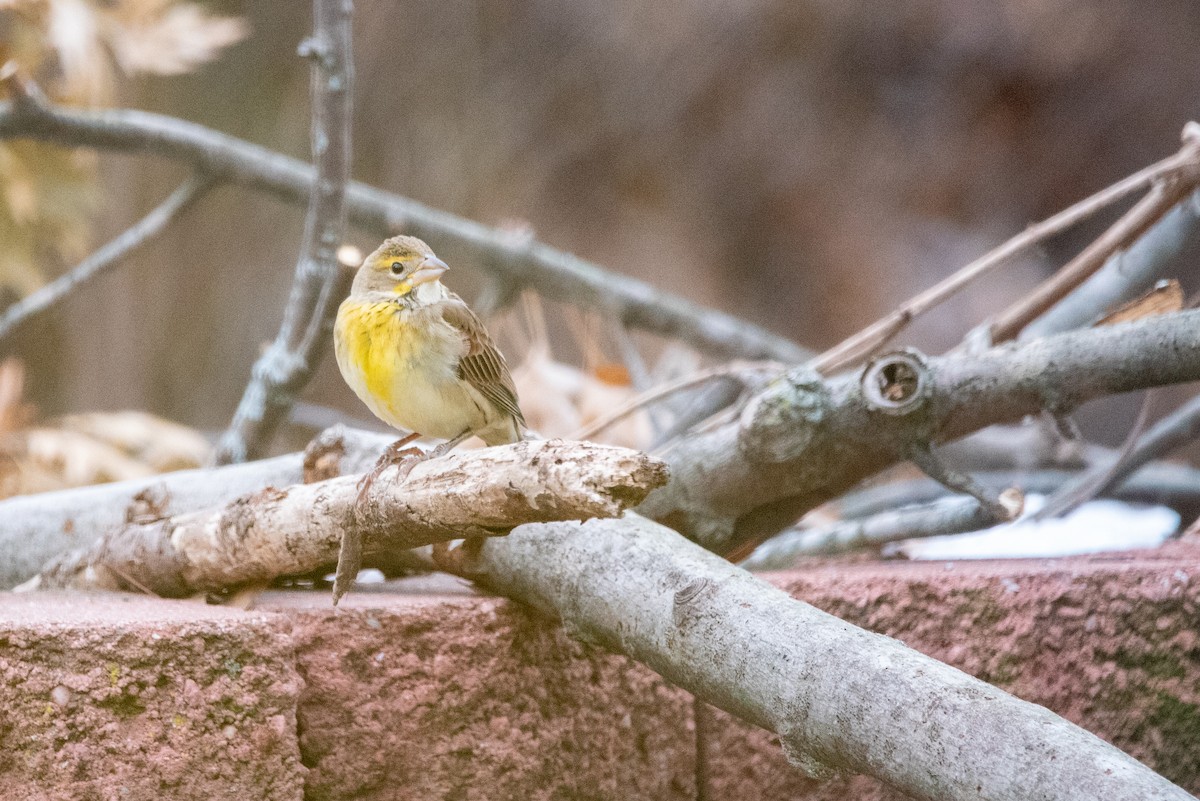 Dickcissel - ML646213407