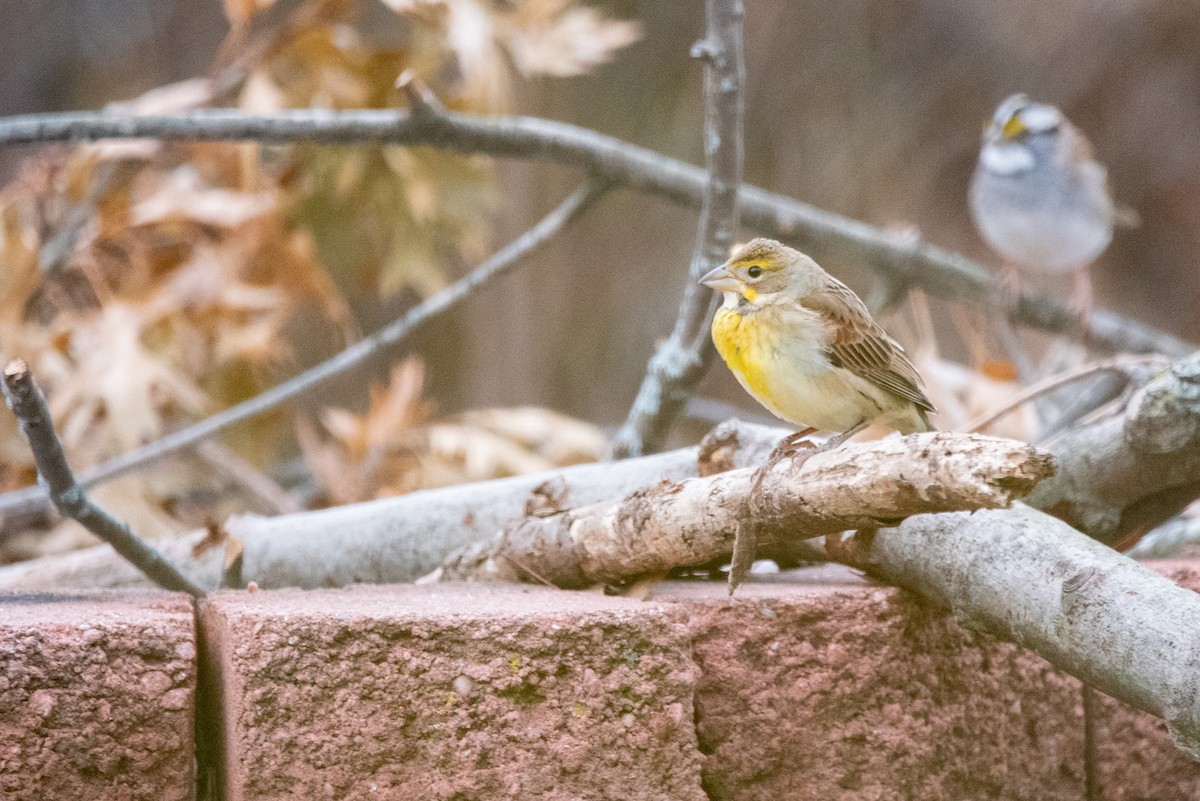 Dickcissel - ML646213408