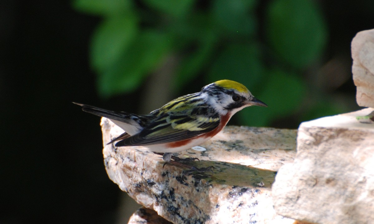 Chestnut-sided Warbler - ML646213409