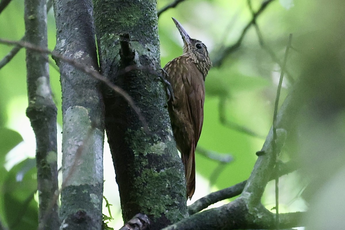 Ocellated Woodcreeper - ML646213410