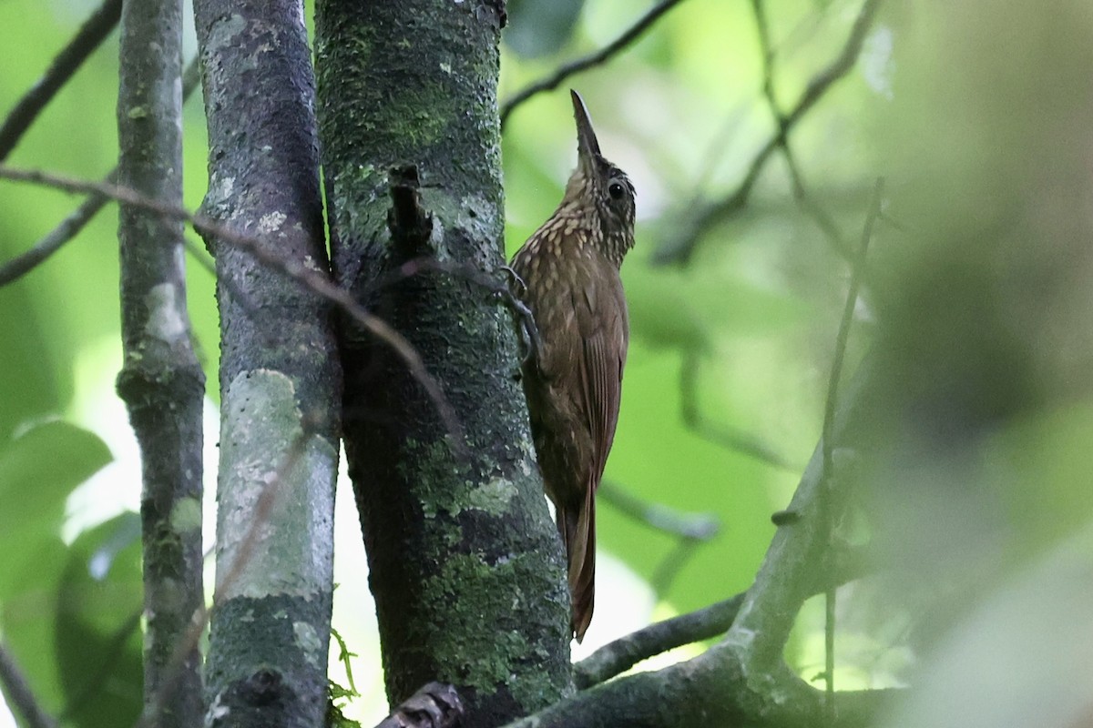 Ocellated Woodcreeper - ML646213411