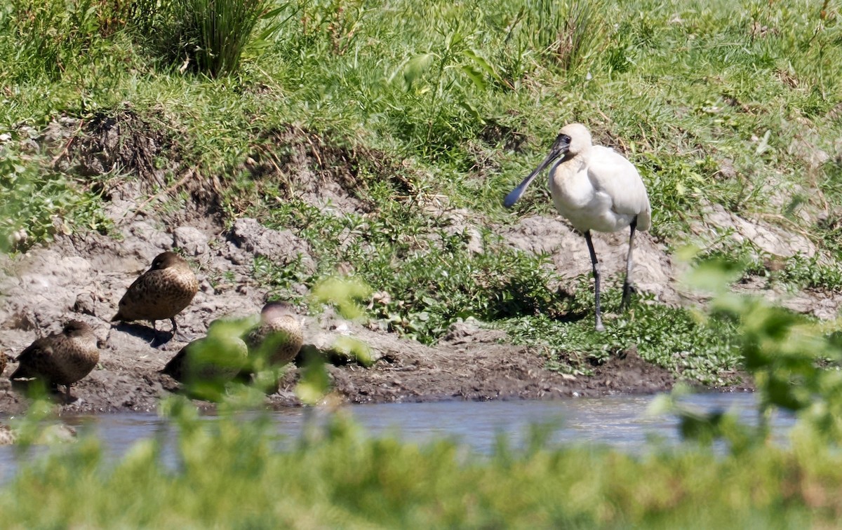 Royal Spoonbill - ML646213412