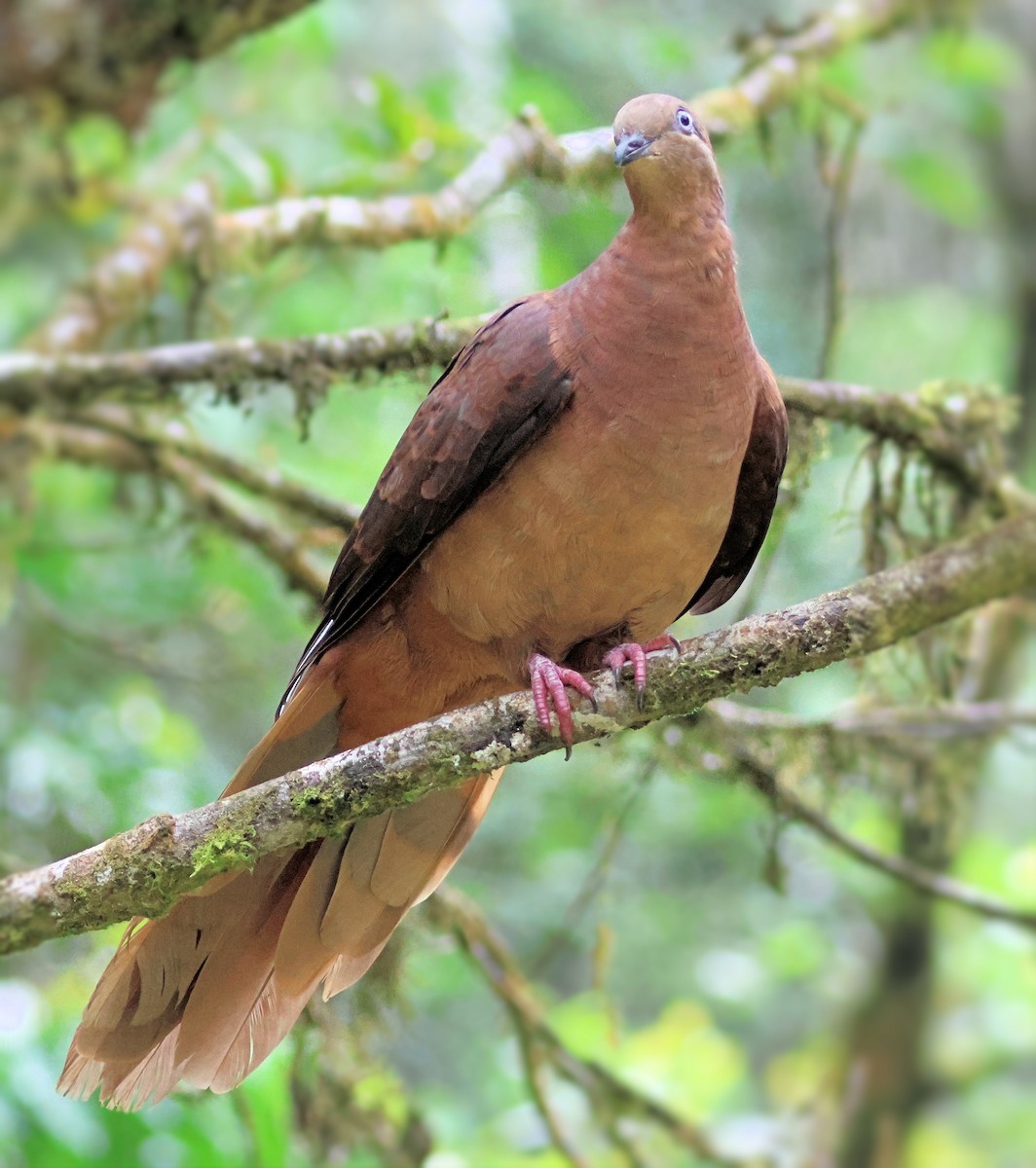 Brown Cuckoo-Dove - ML646213413