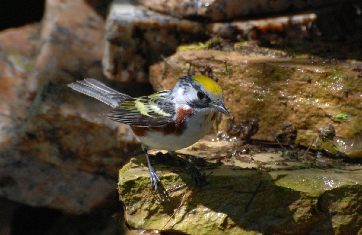 Chestnut-sided Warbler - ML646213414