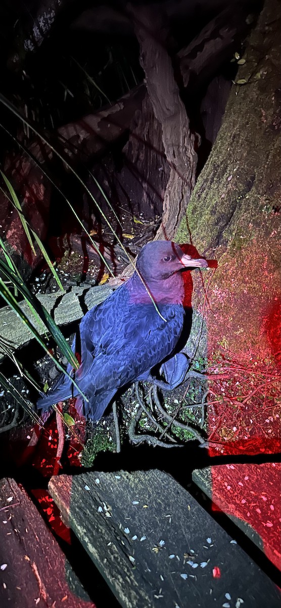 Westland Petrel - ML646213415