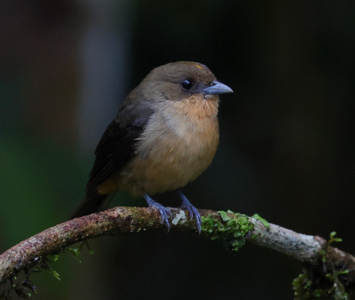 Black-goggled Tanager - ML646213419