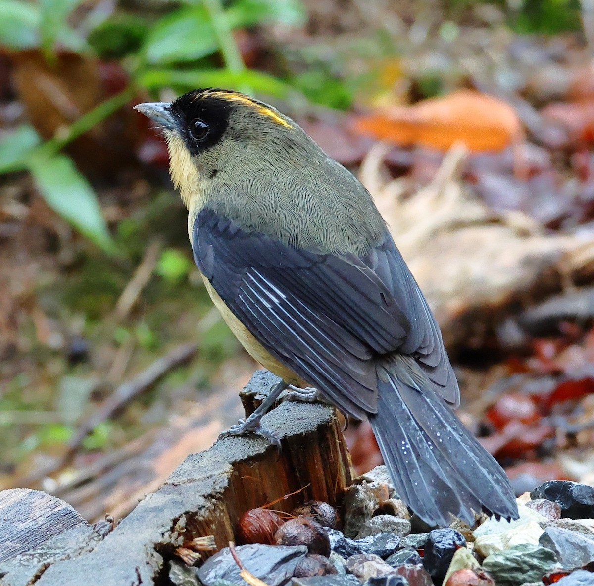 Black-goggled Tanager - ML646213420