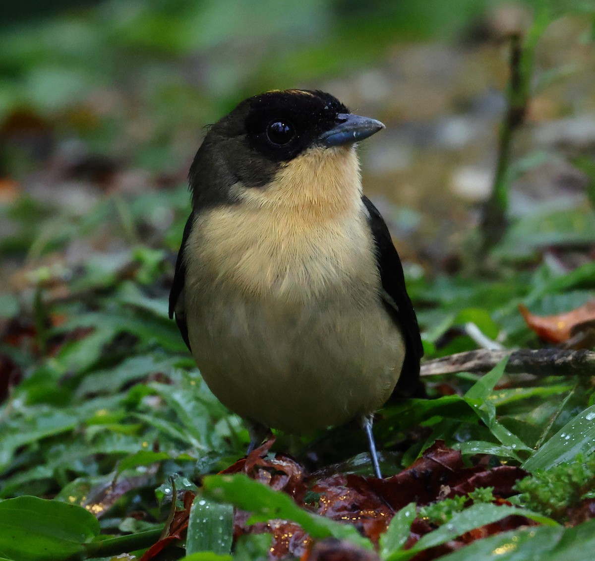 Black-goggled Tanager - ML646213421
