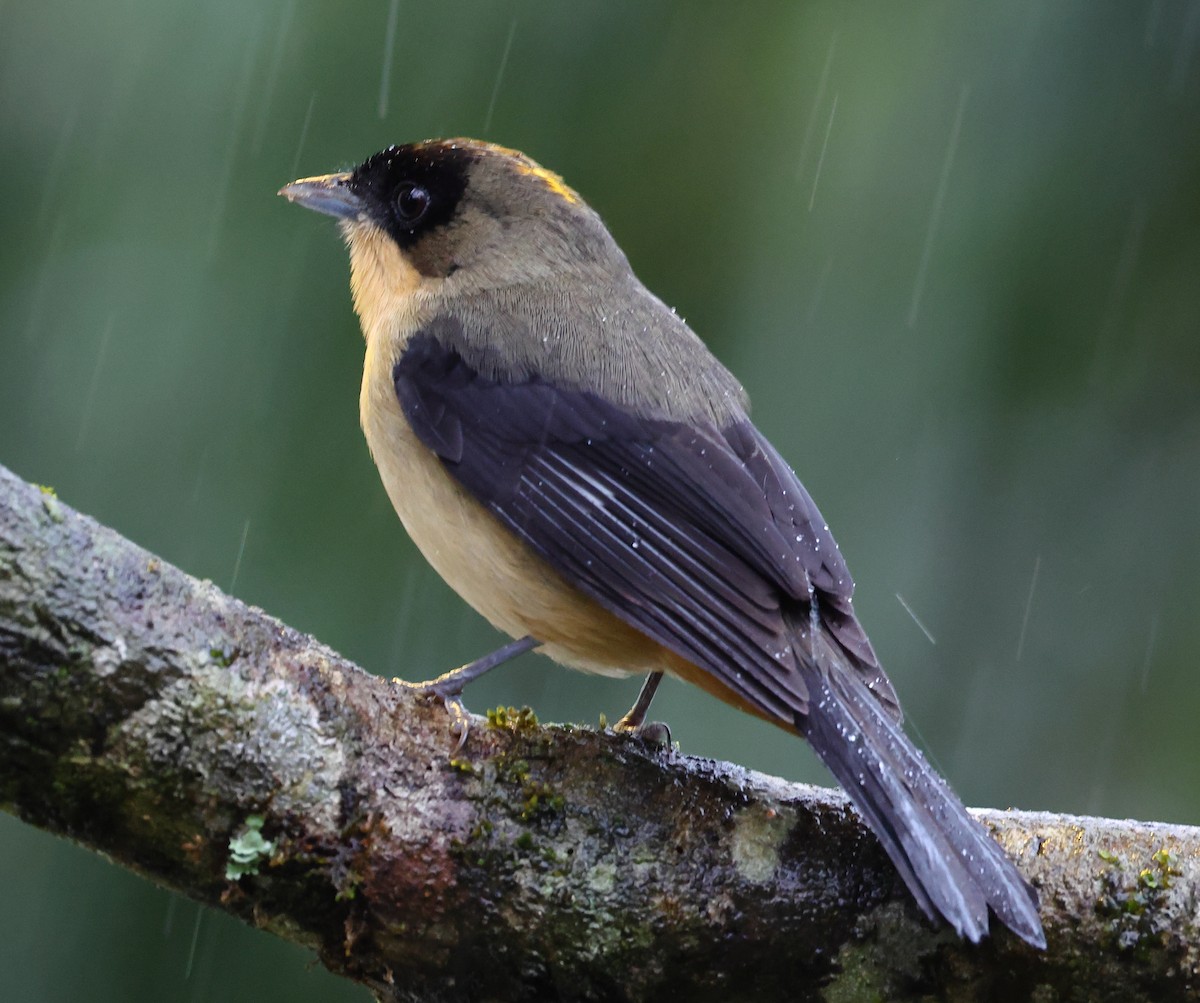 Black-goggled Tanager - ML646213422