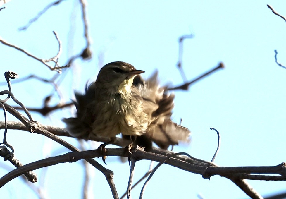 Palm Warbler - ML646213423