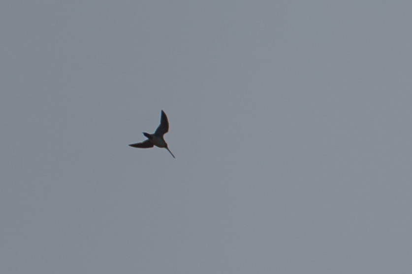 snipe sp. - ML646213424