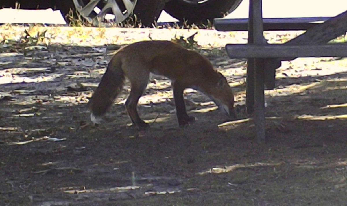 Red Fox - ML646213426