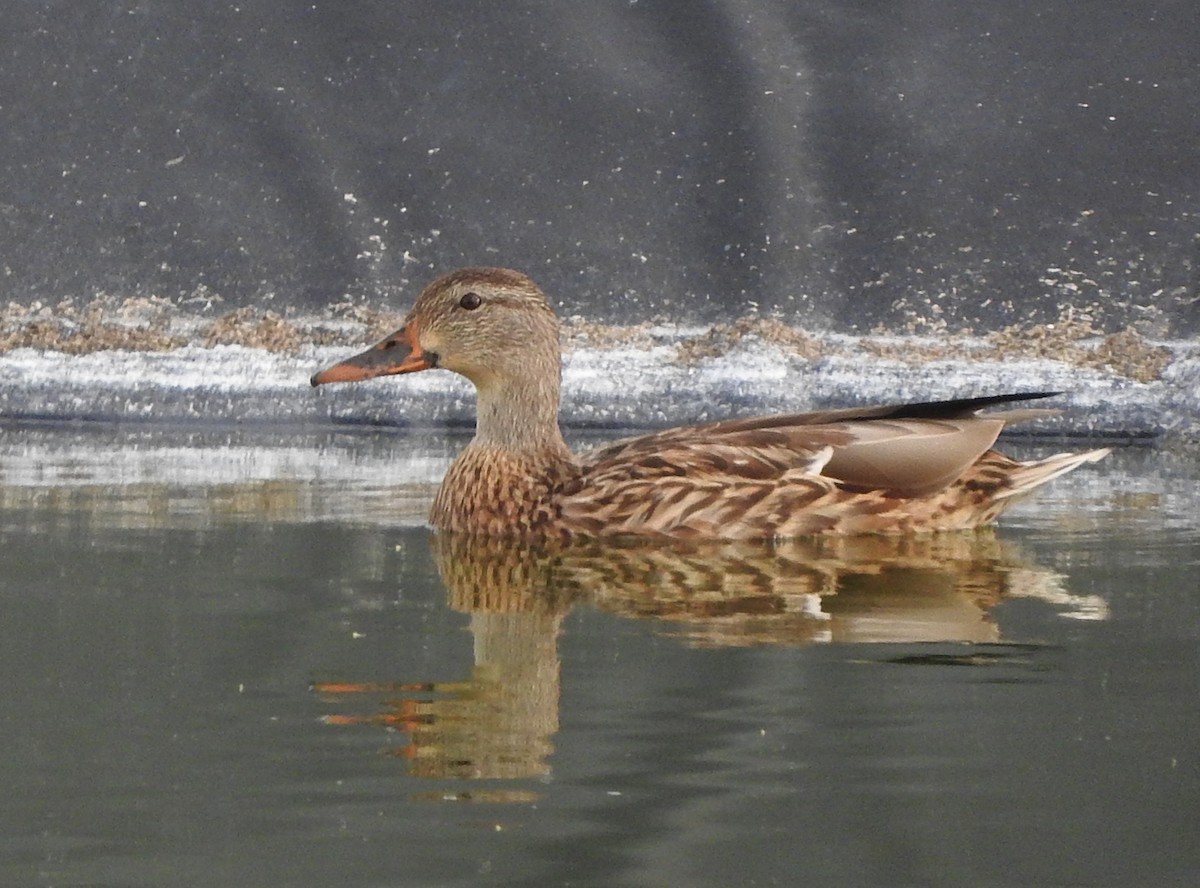 Mallard - ML646213427