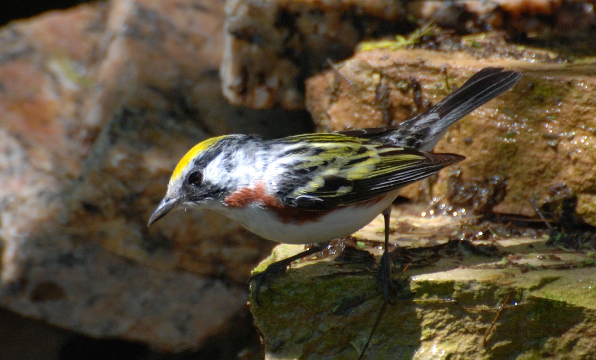 Chestnut-sided Warbler - ML646213428