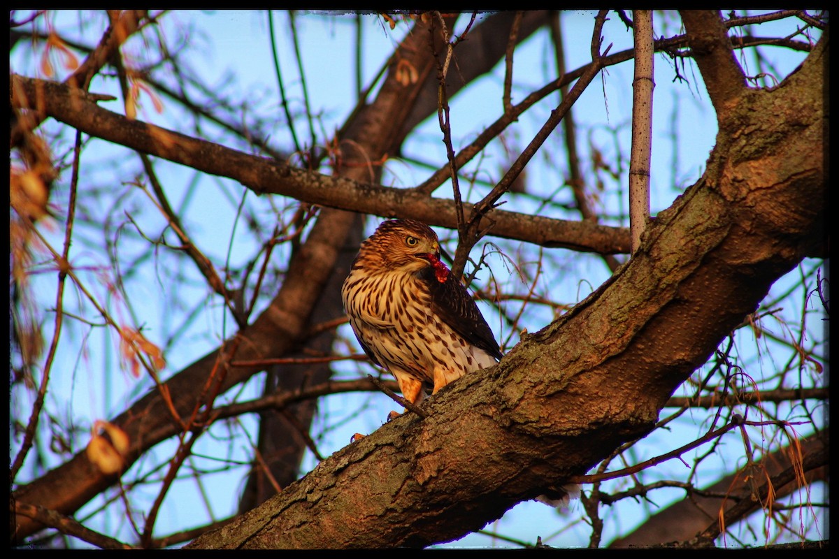 Cooper's Hawk - ML646213429