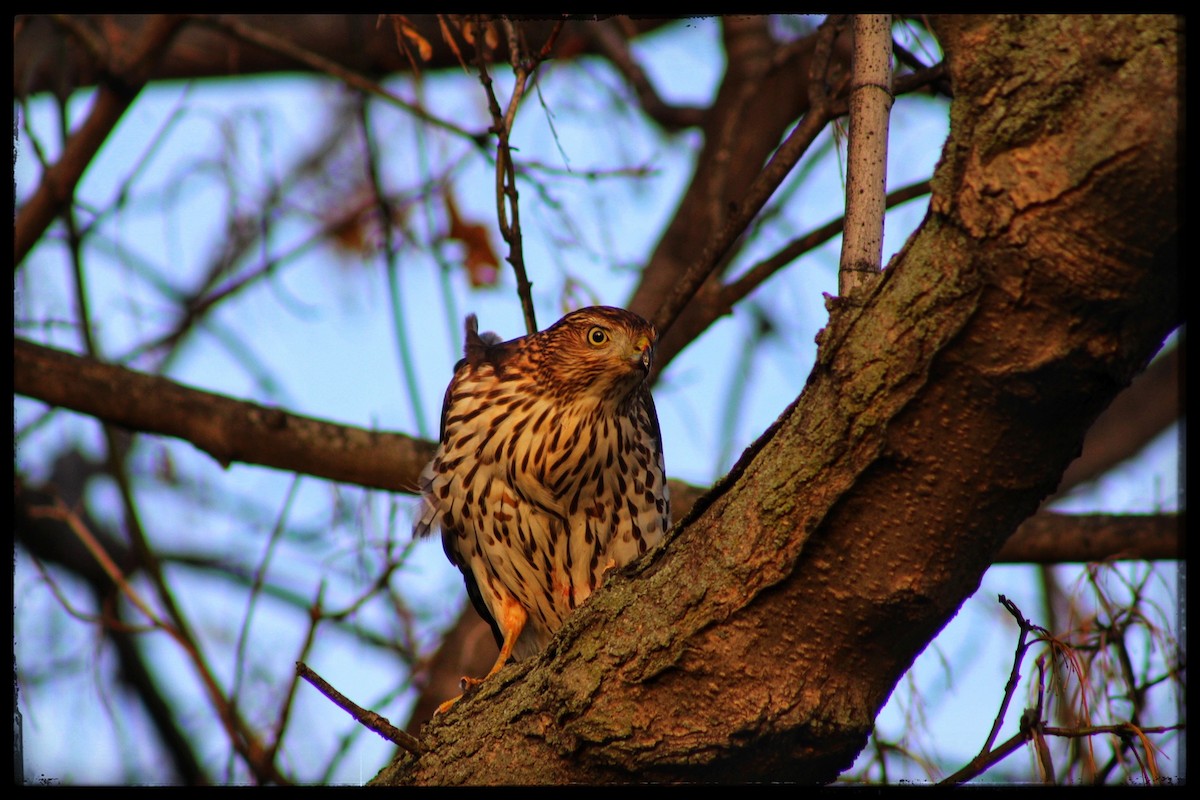 Cooper's Hawk - ML646213430