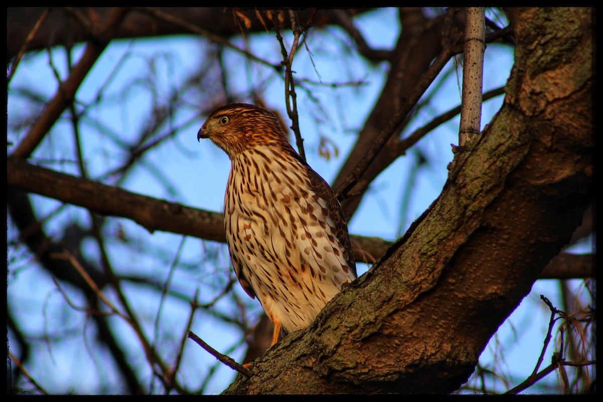 Cooper's Hawk - ML646213431