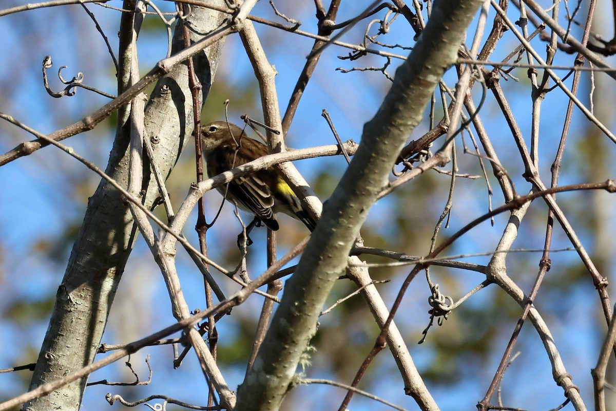 Yellow-rumped Warbler - ML646213432