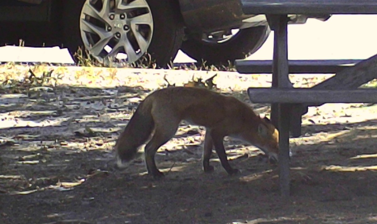 Red Fox - ML646213438
