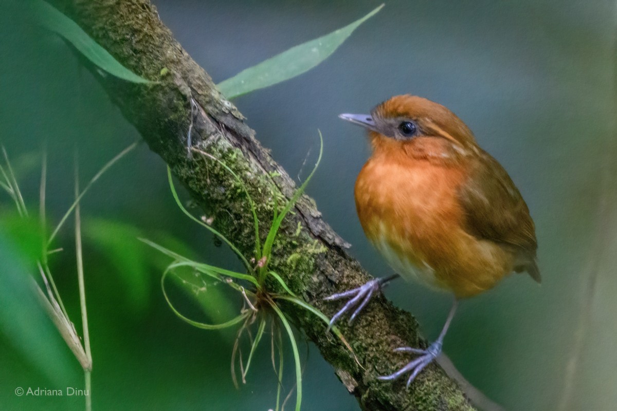 Ceara Gnateater - ML646213439