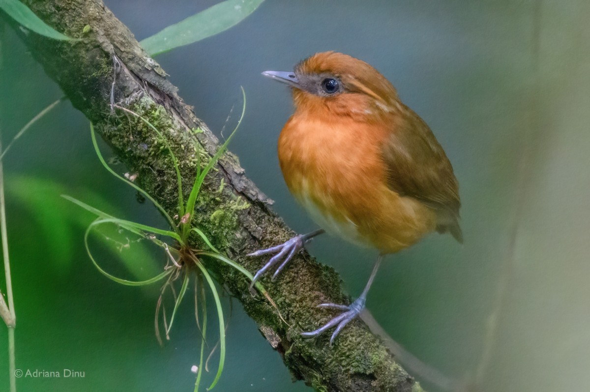 Ceara Gnateater - ML646213440