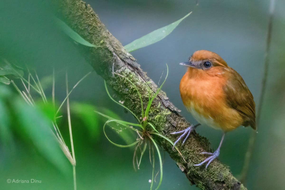 Ceara Gnateater - ML646213441