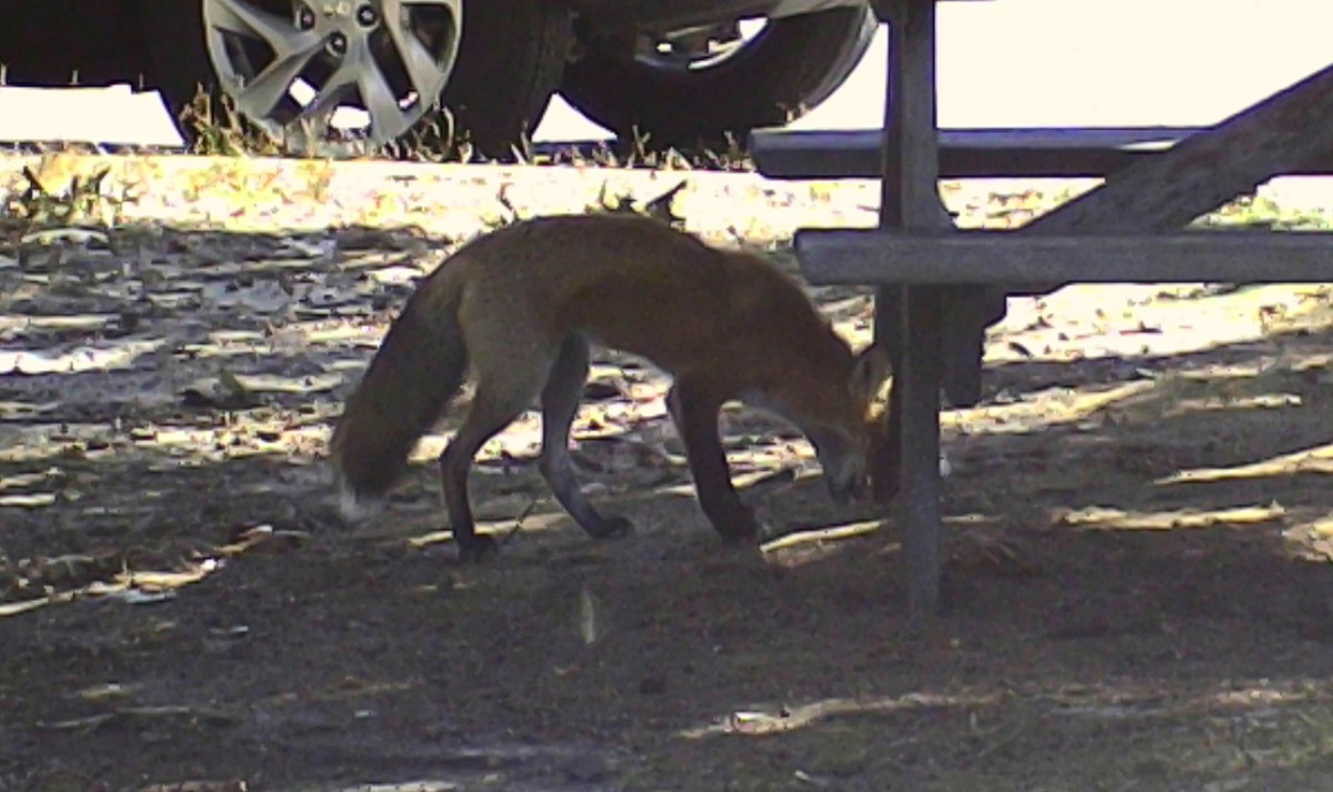 Red Fox - ML646213443
