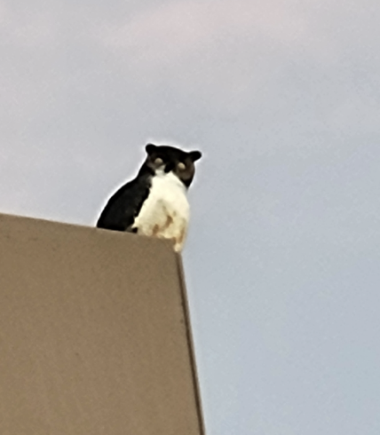 Búho Americano - ML646213444