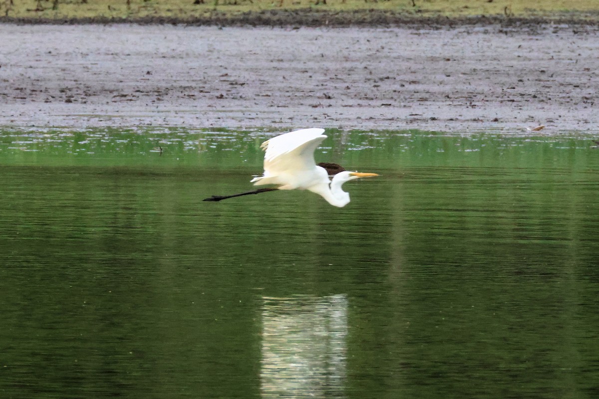 Koartza zuria - ML646213445