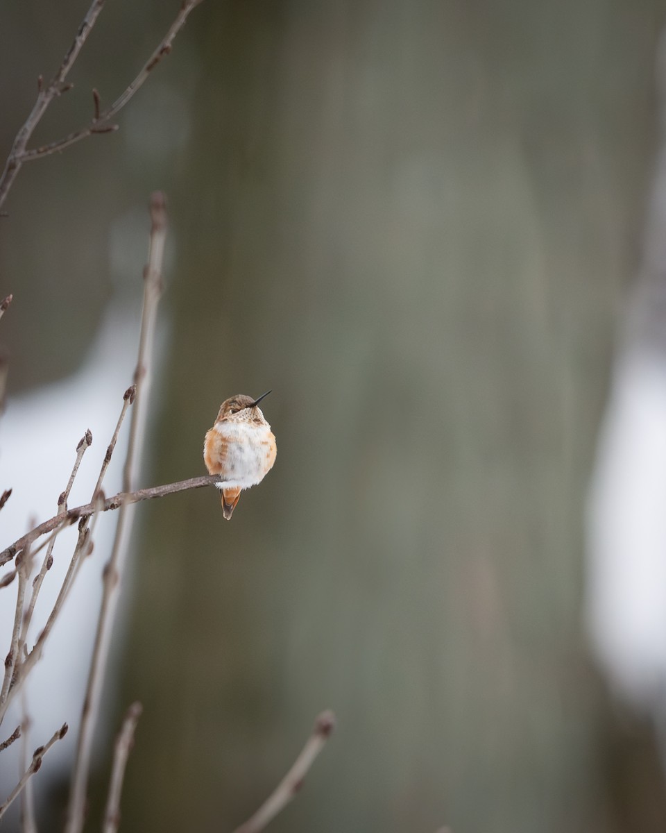 Rufous Hummingbird - ML646213446