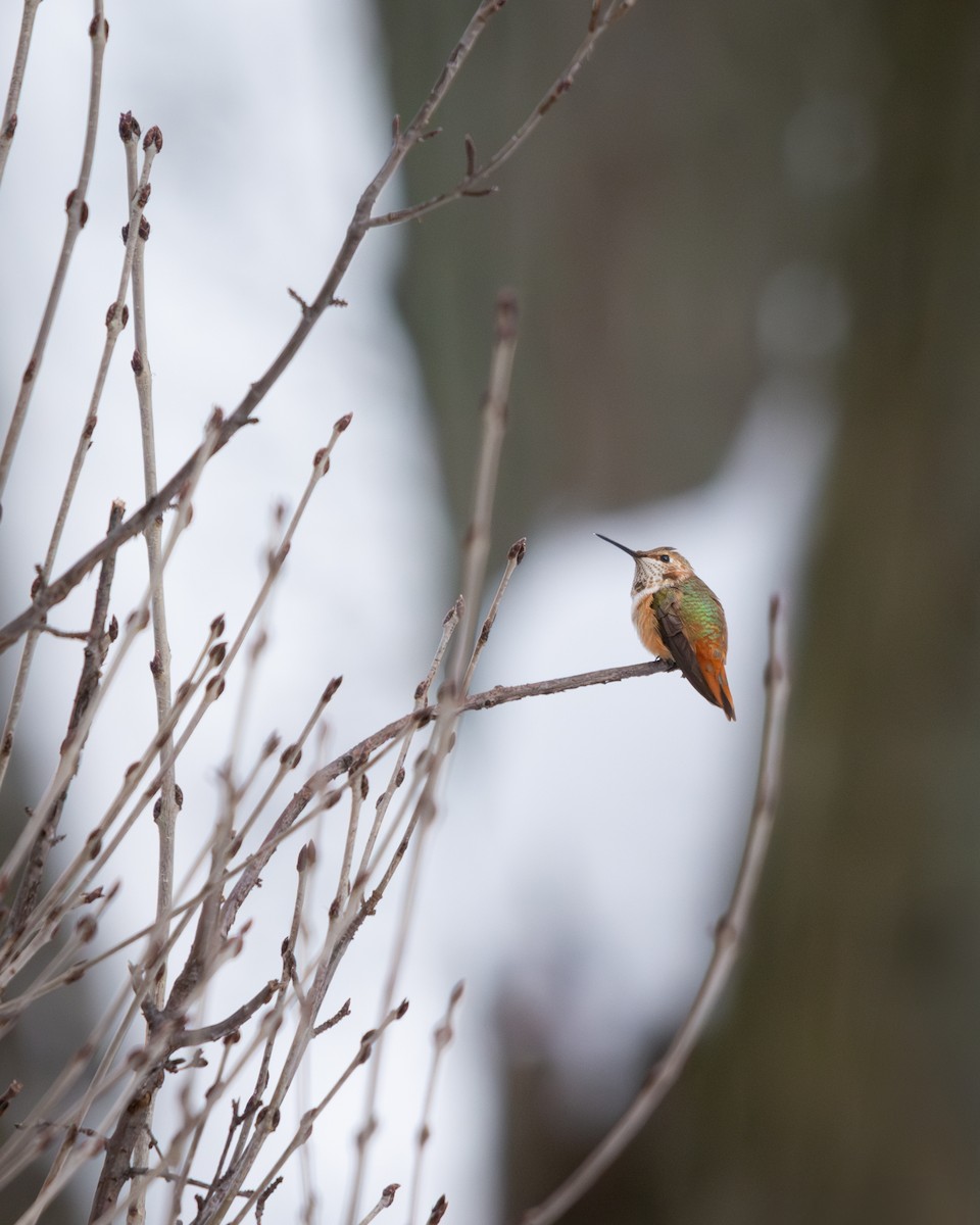 Rufous Hummingbird - ML646213447