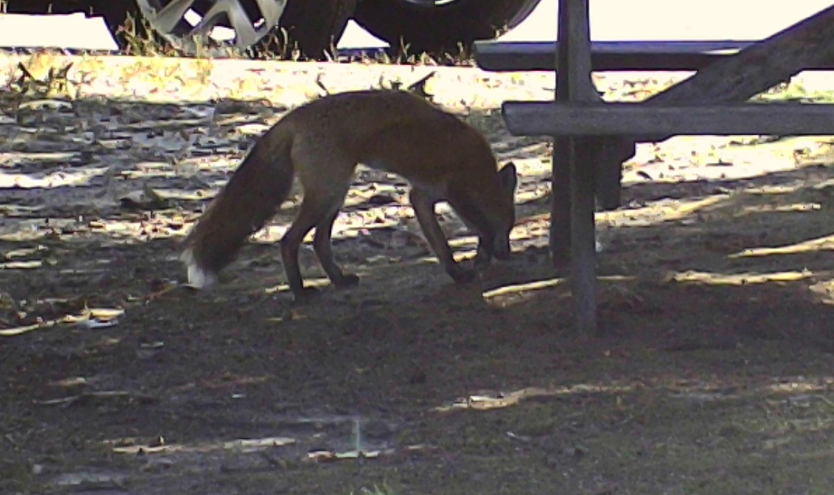 Red Fox - ML646213449