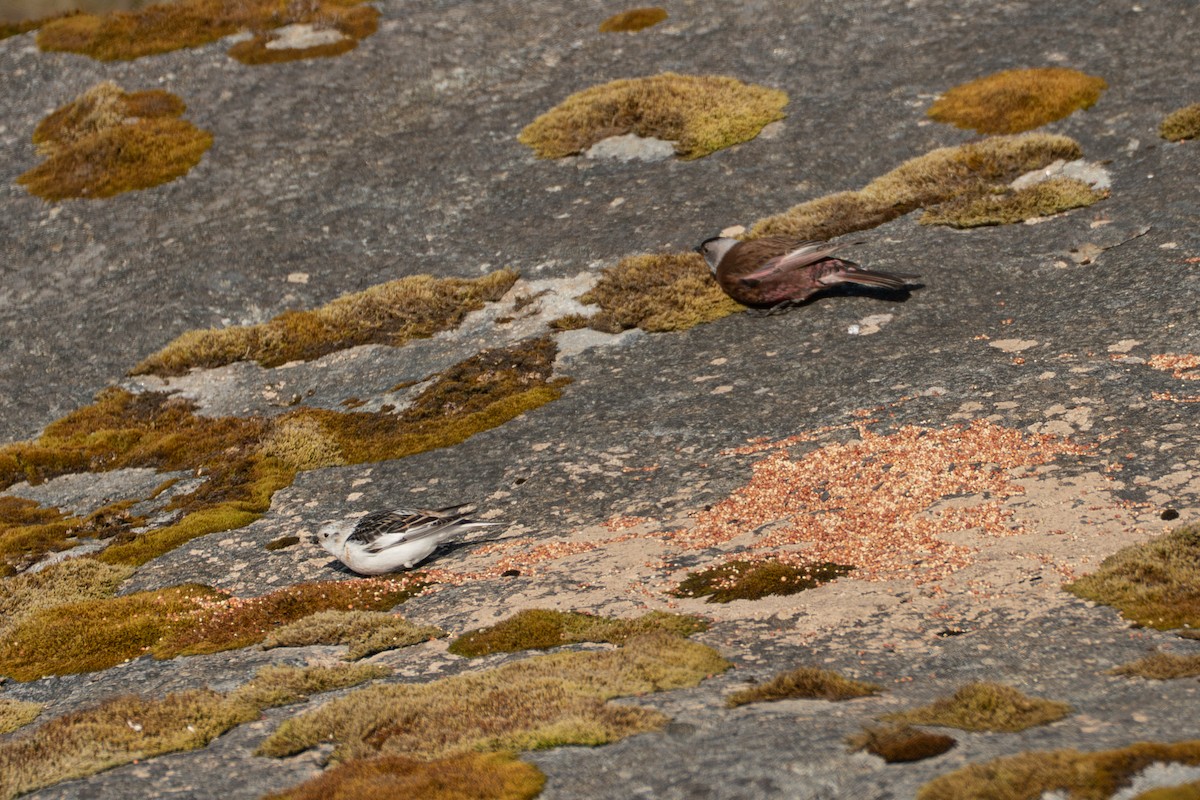 grånakkefjellfink - ML646213453