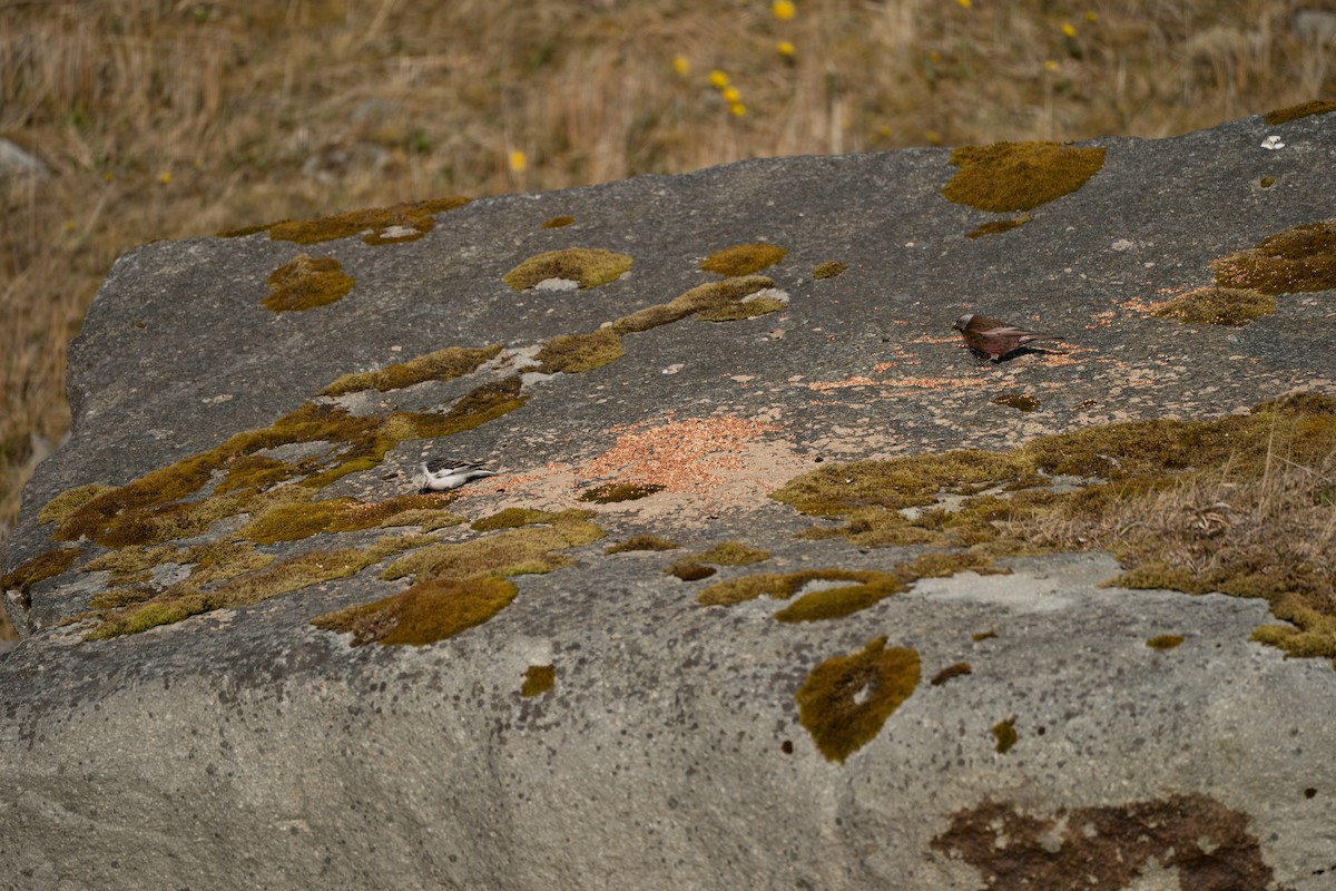 grånakkefjellfink - ML646213455