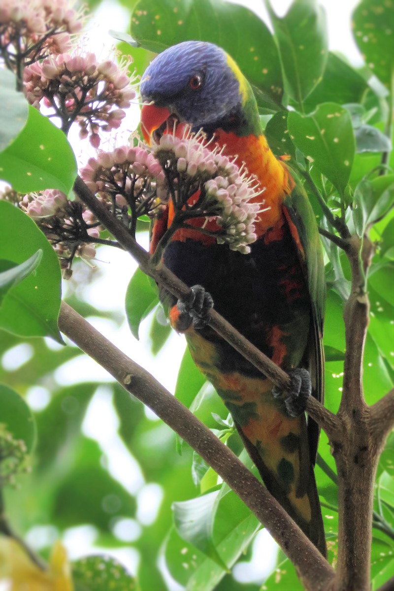 Rainbow Lorikeet - ML646213459