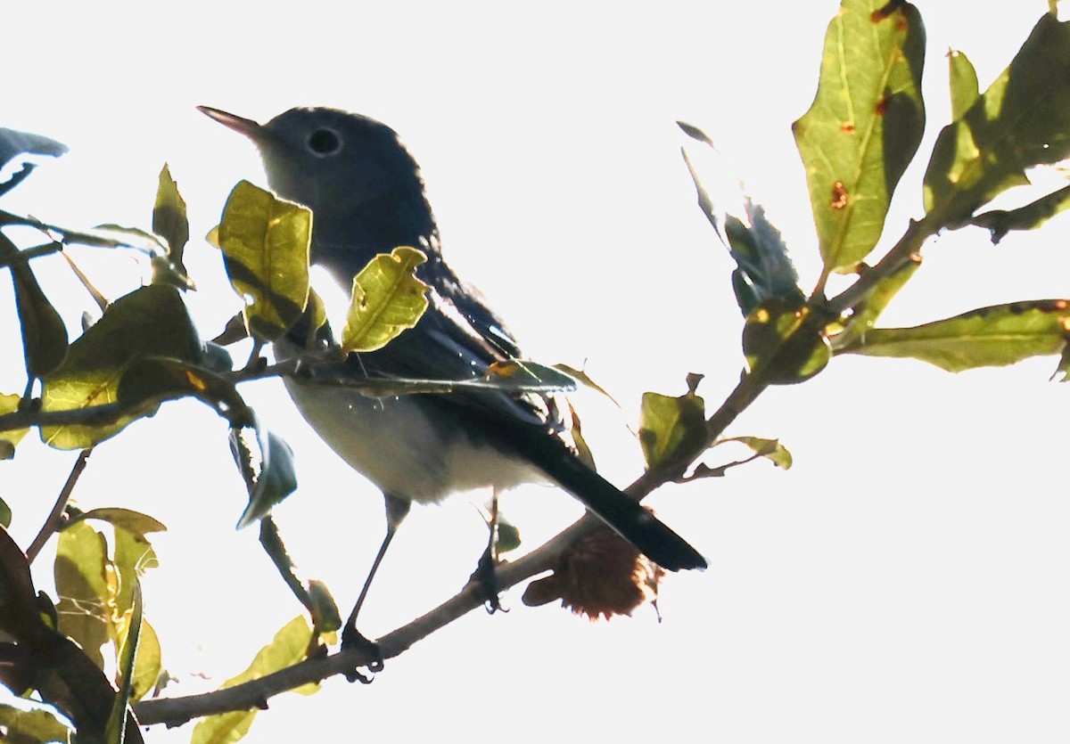 Blue-gray Gnatcatcher - ML646213460