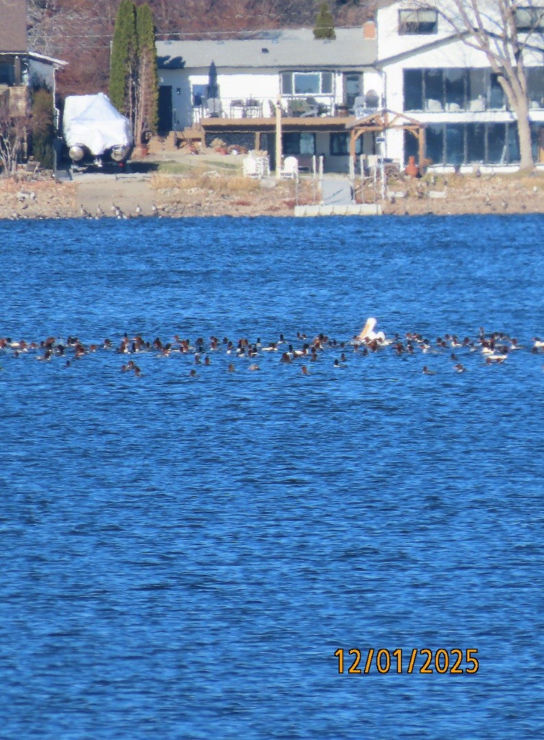 Amerika Pelikanı - ML646213464