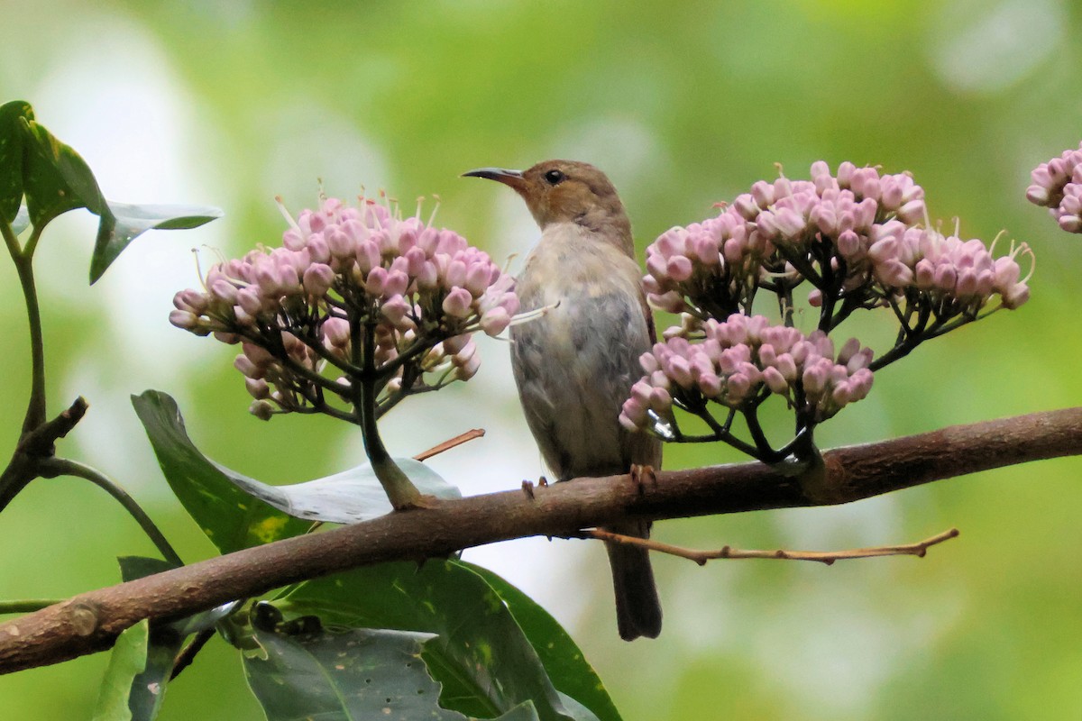 Scarlet Myzomela - ML646213465