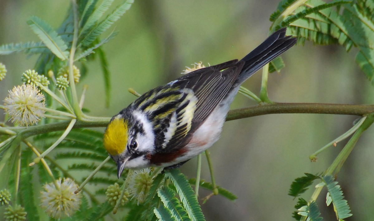 lesňáček rezavoboký - ML646213466