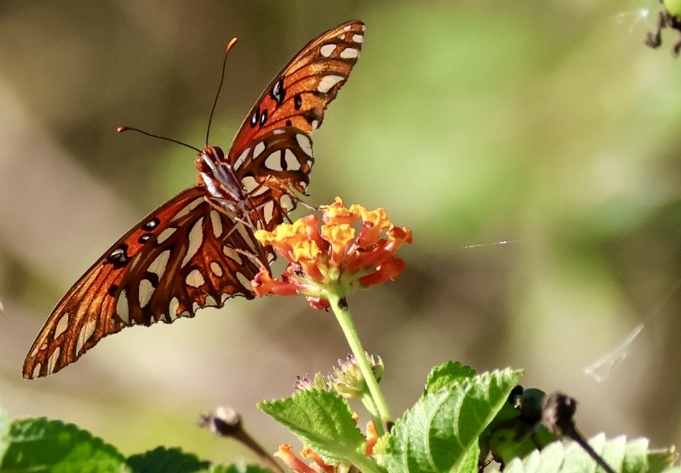 Animals - ML646213472