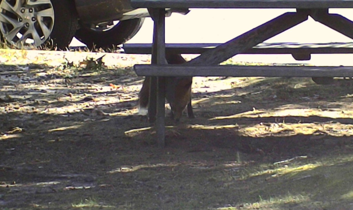 Red Fox - ML646213477