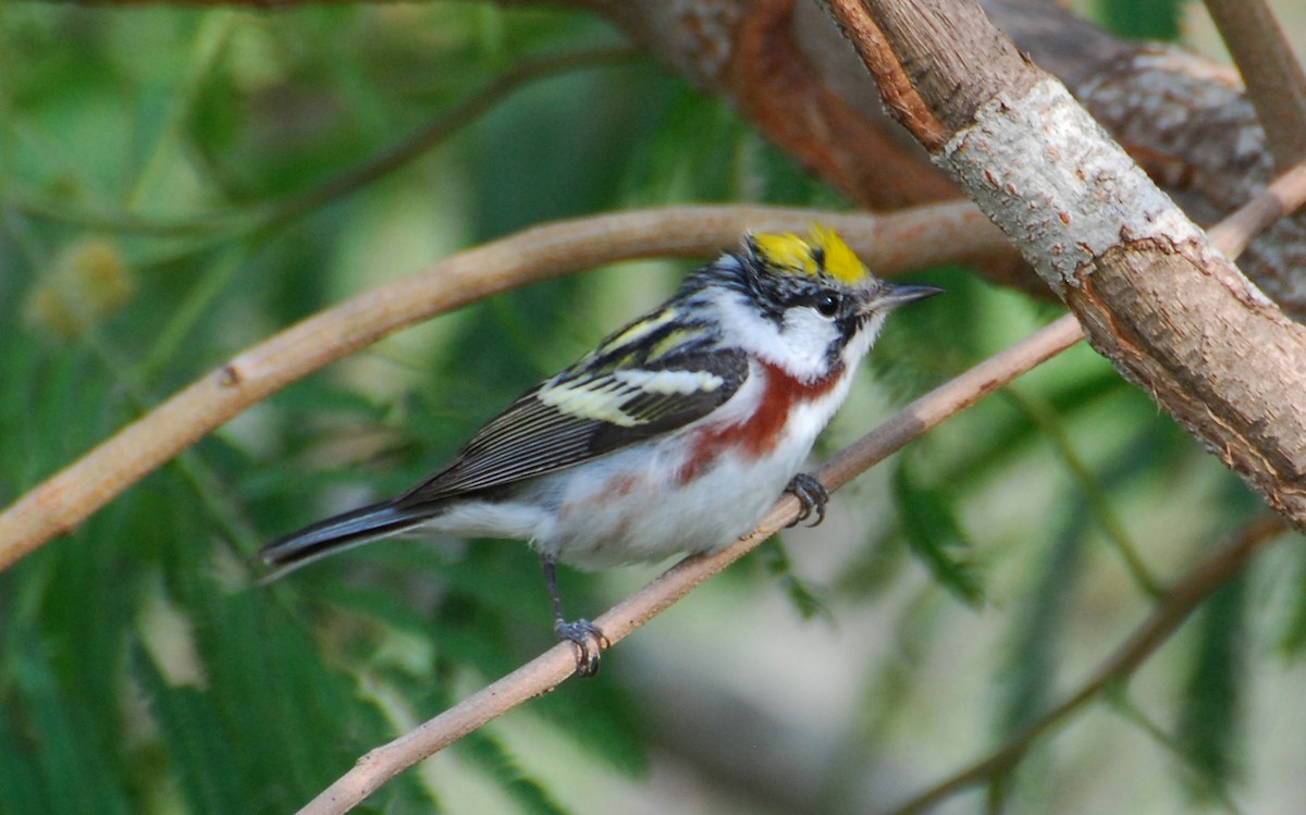 lesňáček rezavoboký - ML646213478