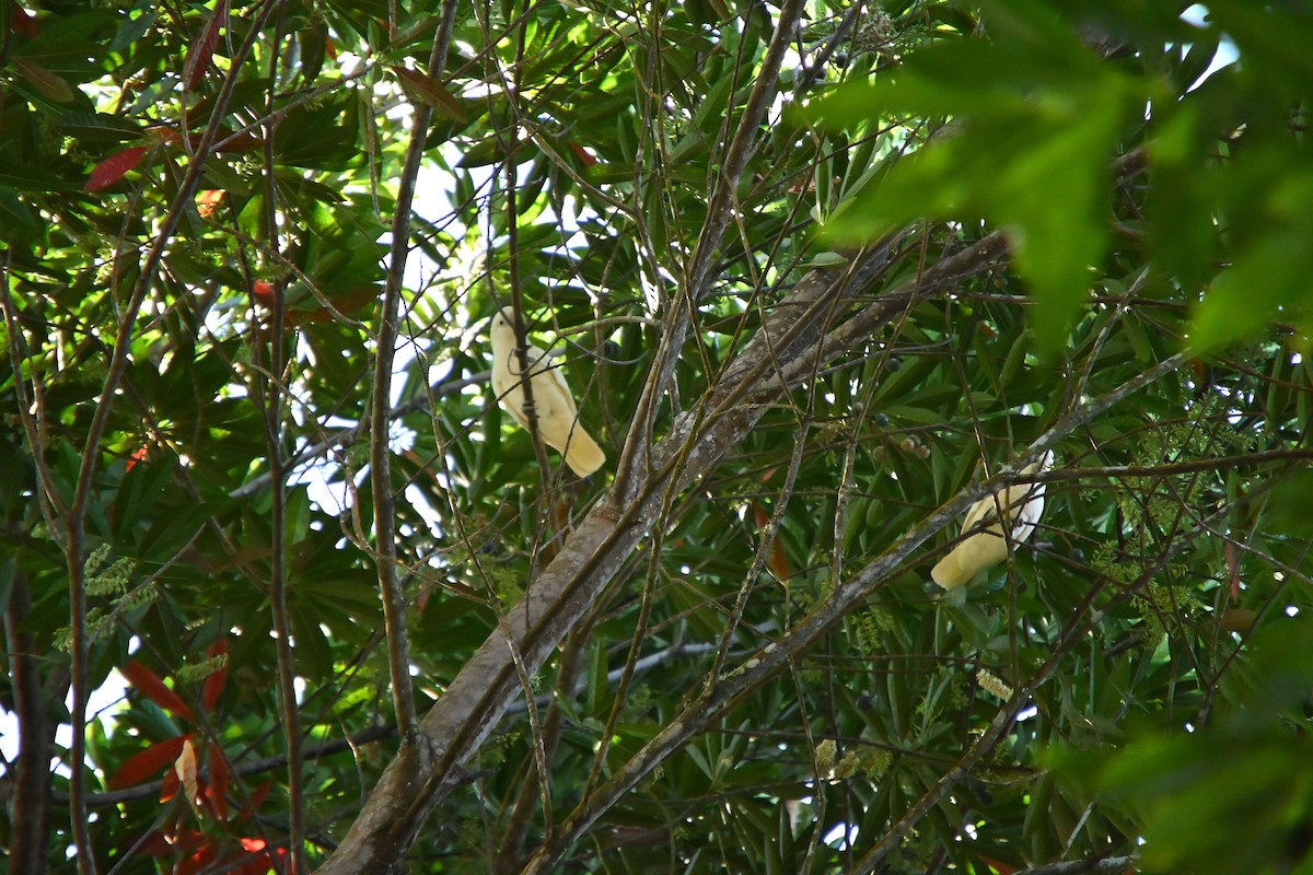 Tanimbar Corella - ML646213480