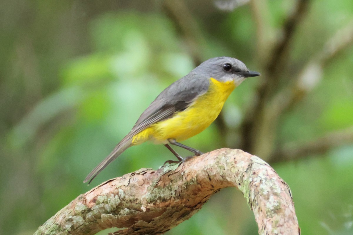 Eastern Yellow Robin - ML646213484